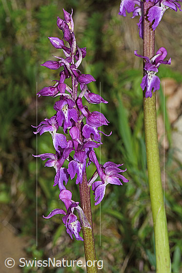 Foto: Männliches Knabenkraut (Orchis mascula). Blütenstand.