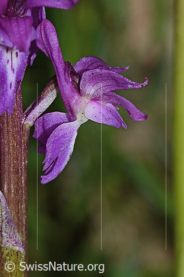 Foto: Männliches Knabenkraut (Orchis mascula). Blüte. Ansicht von der Seite.