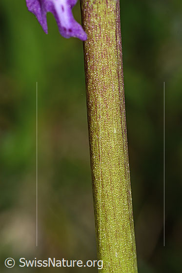 Foto: Männliches Knabenkraut (Orchis mascula). Stängel.