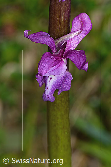 Foto: Männliches Knabenkraut (Orchis mascula). Blüte. Ansicht von oben.