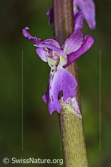 Foto: Männliches Knabenkraut (Orchis mascula). Blüte. Ansicht von seitlich vorne.