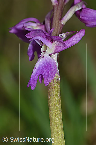 Foto: Männliches Knabenkraut (Orchis mascula). Blüte. Ansicht von der Seite.
