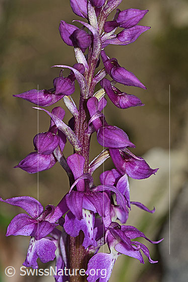 Foto: Männliches Knabenkraut (Orchis mascula). Blütenstand.