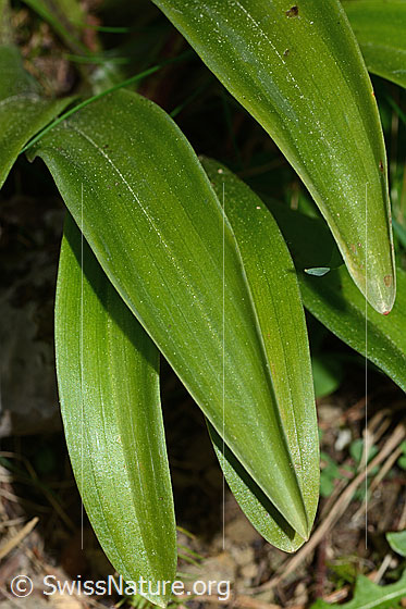 Foto: Männliches Knabenkraut (Orchis mascula). Blätter. Blattoberseite.