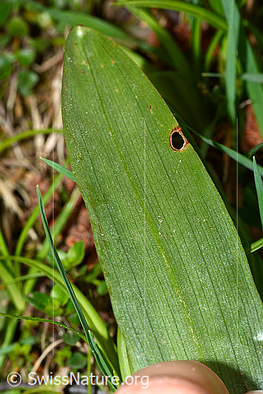Foto: Männliches Knabenkraut (Orchis mascula). Blattunterseite.
