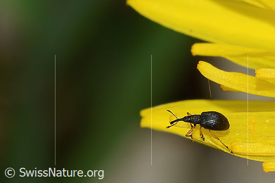 Photo: Probably Protapion fulvipes on Taraxacum officinale. Length 2.2 - 2.7Mm. View from the side above.