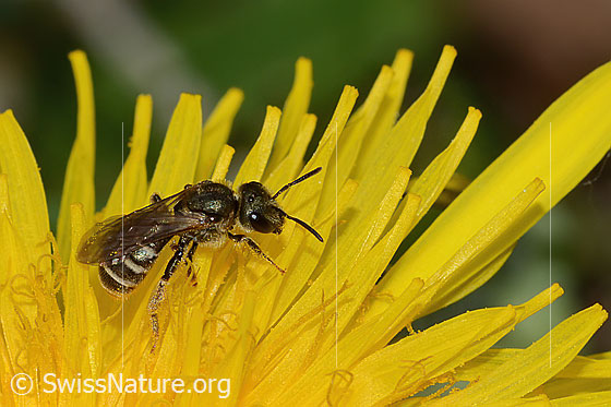 Photo: Halictus tumulorum on Taraxacum officinale. Length 7mm. Female. View from the side above.