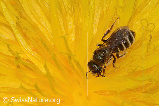 Foto: Gewöhnliche Goldfurchenbiene (Halictus tumulorum) auf Gewöhnlichem Löwenzahn (Taraxacum officinale). Länge 7mm. Weibchen. Ansicht von seitlich vorne oben.