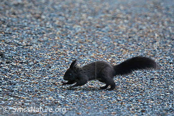 Foto: Eichhörnchen (Sciurus vulgaris) rennt über Alpstrasse.