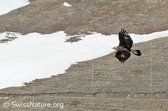 Steinadler (Aquila chrysaetos)