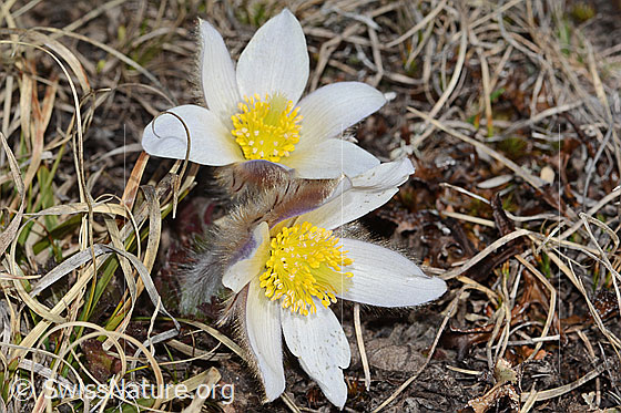 Foto: Frühlings-Anemonen (Pulsatilla vernalis). Ganze Pflanzen (Habitus). Ansicht von oben.