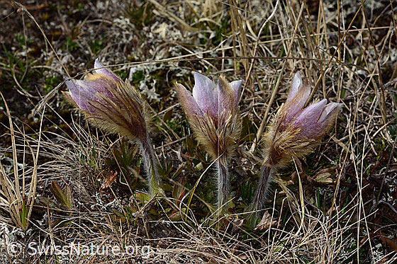 Foto: Frühlings-Anemonen (Pulsatilla vernalis). Ganze Pflanzen (Habitus). Ansicht von der Seite.