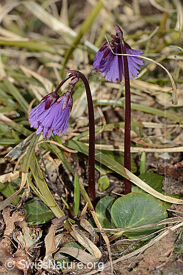 Photo: Soldanella alpina.  Whole plant (habiti).