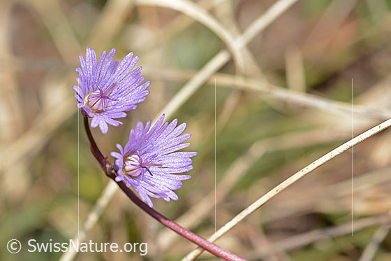 Foto: Grosses Alpenglöckchen (Soldanella alpina). Blüten. Ansicht der Innenseite.
