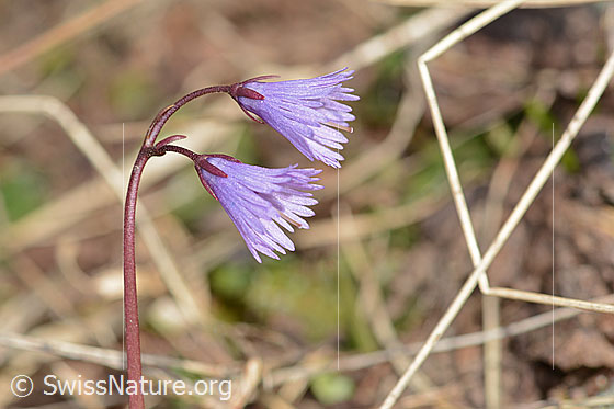 Foto: Grosses Alpenglöckchen (Soldanella alpina). Blüten und Stängel. Ansicht von der Seite.