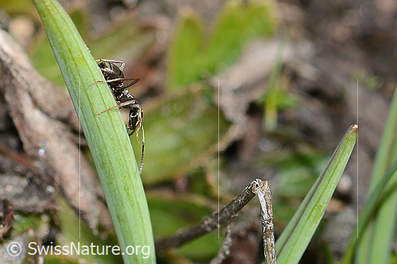 Photo: Formica lemani. Length 4.5 - 6.5mm. View from the side.