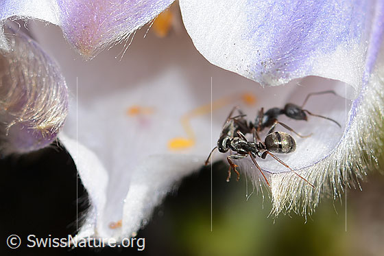 Photo: Formica lemani on Pulsatilla vernalis. Length 4.5 - 6.5mm. Two specimens. View from the side.