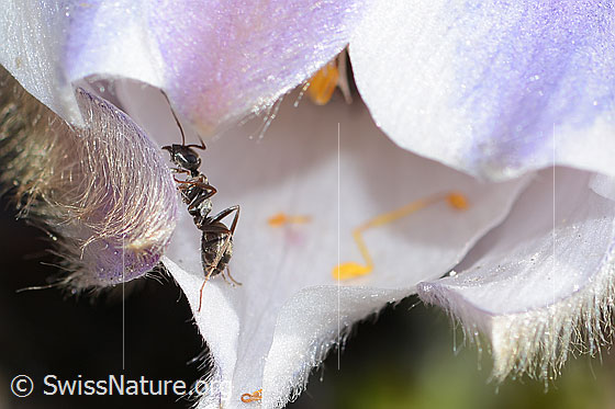 Foto: Formica lemani (Waldameise) auf Frühlings-Anemonen (Pulsatilla vernalis). Länge 4.5 - 6.5mm. Ansicht von der Seite.