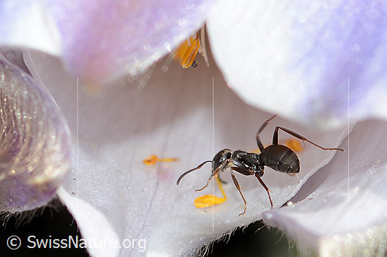 Photo: Formica lemani on Pulsatilla vernalis. Length 4.5 - 6.5mm. View from side back.