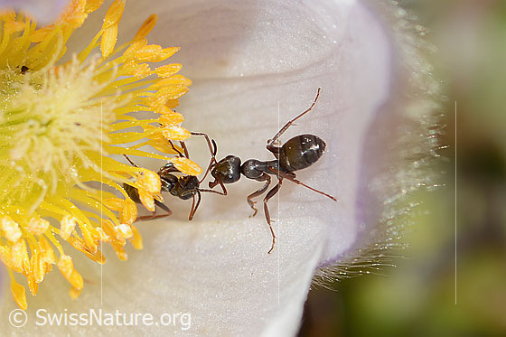Foto: Formica lemani (Waldameise) auf Frühlings-Anemonen (Pulsatilla vernalis). Länge 4.5 - 6.5mm. Zwei Exemplare. Ansicht von seitlich oben.