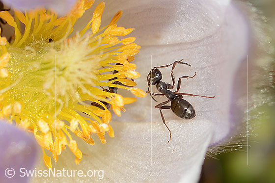Photo: Formica lemani on Pulsatilla vernalis. Length 4.5 - 6.5mm. View from behind top.