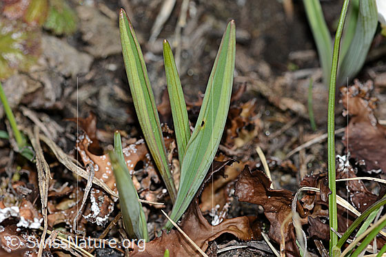 Foto: Pyrenäen-Hahnenfuss (Ranunculus kuepferi). Blätter.