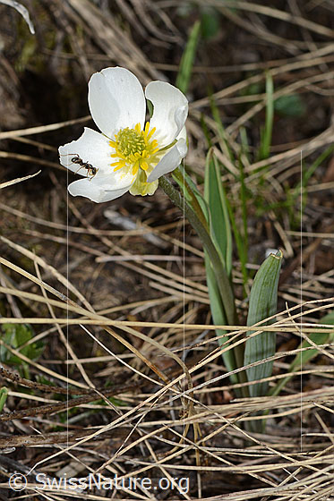 Foto: Pyrenäen-Hahnenfuss (Ranunculus kuepferi). Ganze Pflanze (Habitus).