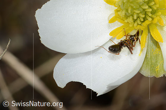 Photo: Formica lemani on Ranunculus kuepferi. Length 4.5 - 6.5mm. View diagonally from behind.