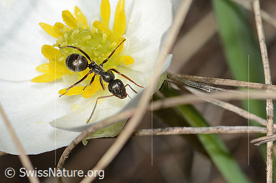 Photo: Formica lemani on Ranunculus kuepferi. Length 4.5 - 6.5mm. View from top front.