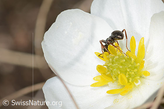 Photo: Formica lemani on Ranunculus kuepferi. Length 4.5 - 6.5mm. View from behind.