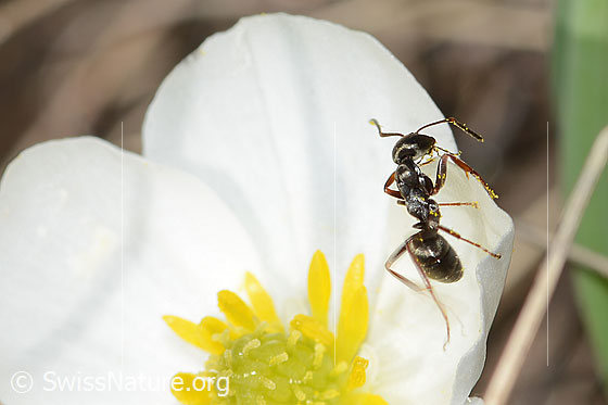Photo: Formica lemani on Ranunculus kuepferi. Length 4.5 - 6.5mm. View from the side.