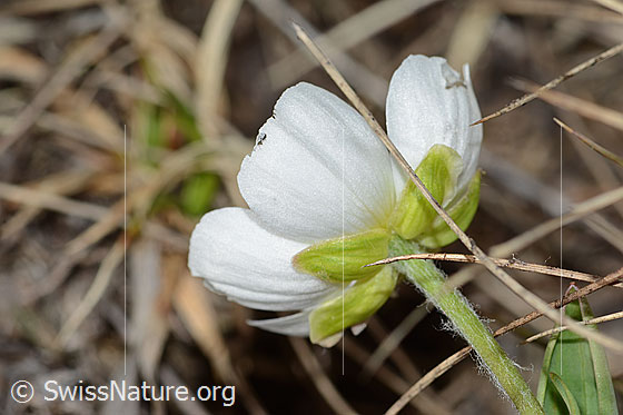 Photo: Ranunculus kuepferi. Blossom and stem. View from below.