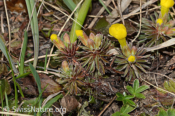 Foto: Goldprimel (Androsace vitaliana). Ganze Pflanze (Habitus).
