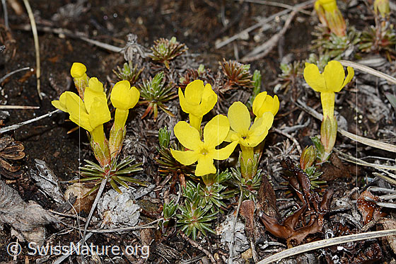 Foto: Goldprimel (Androsace vitaliana). Ganze Pflanze (Habitus).