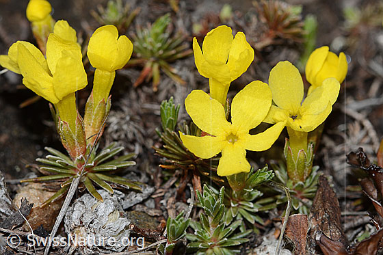 Foto: Goldprimel (Androsace vitaliana). Ganze Pflanze (Habitus). Ansicht von schräg oben.