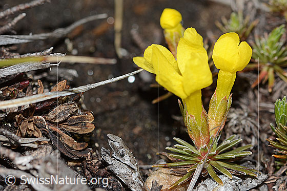 Foto: Goldprimel (Androsace vitaliana). Ganze Pflanze (Habitus). Ansicht von der Seite.