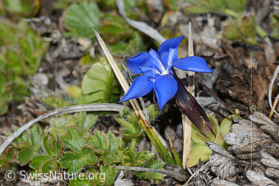 Foto: Schleichers Enzian (Gentiana schleicheri). Ganze Pflanze (Habitus).