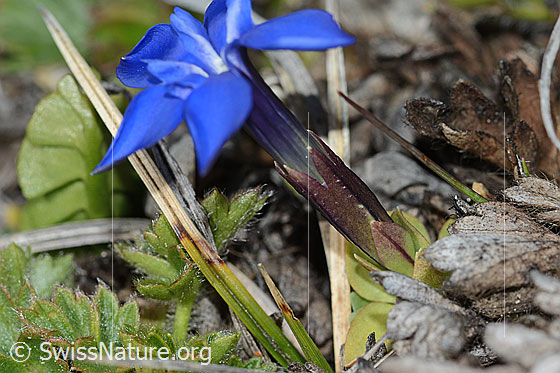 Photo: Gentiana schleicheri. Blossom, calyx and leaf rosette.