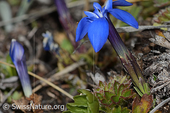 Photo: Gentiana schleicheri.  blossom, calyx and leaf rosette. View from the side.