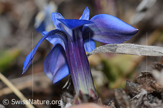Photo: Gentiana schleicheri. Blossom. View from diagonally below.