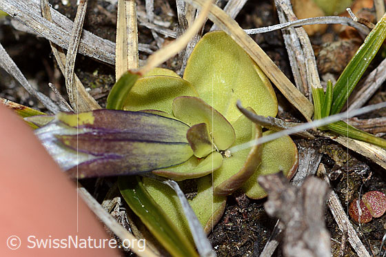 Photo: Gentiana schleicheri. Calyx and leaf rosette.