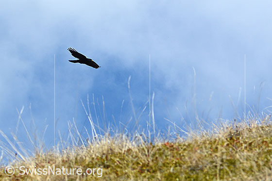 Foto: Alpendohle (Pyrrhocorax graculus) im Flug.