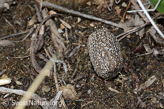 Foto: Wahrscheinlich Losung des Rehs (Capreolus capreolus). Länge 11mm.