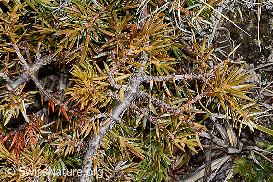 Foto: Alpen-Wacholder (Juniperus communis ssp. saxatilis). Ästchen mit Nadeln.
