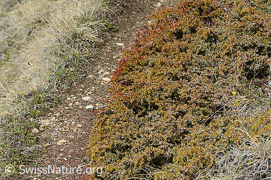 Foto: Alpen-Wacholder (Juniperus communis ssp. saxatilis). Ganze Pflanze (Habitus).