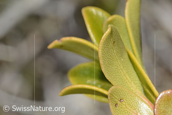 Foto: Immergrüne Bärentraube (Arctostaphylos uva-ursi). Blätter. Blattkante und Blattunterseite.