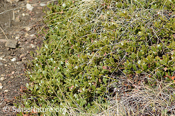 Foto: Immergrüne Bärentraube (Arctostaphylos uva-ursi). Ganze Pflanze (Habitus). Ansicht von schräg oben.