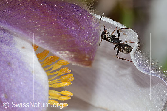 Foto: Formica lemani (Waldameise) auf Frühlings-Anemone (Pulsatilla vernalis). Länge 4.5 - 6.5mm. Ansicht von der Seite.