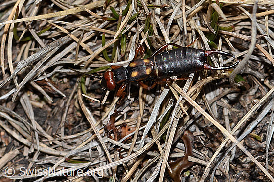 Foto: Zweipunkt-Ohrwurm (Anechura bipunctata). Ansicht von oben.