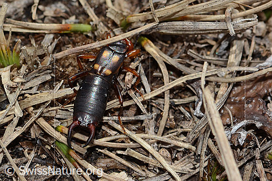 Foto: Zweipunkt-Ohrwurm (Anechura bipunctata). Ansicht von oben.